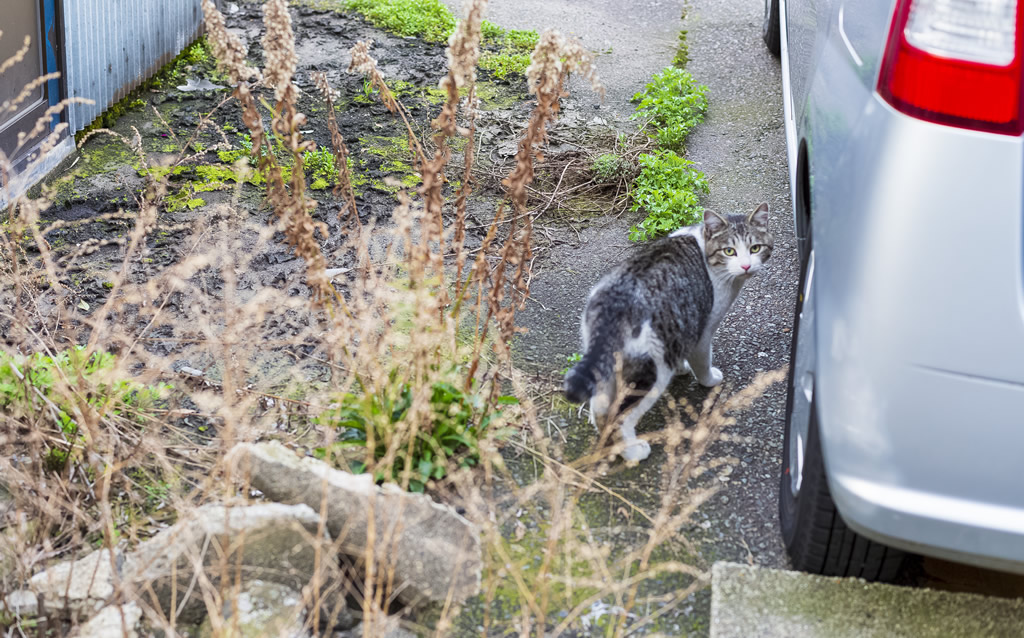 猫との遭遇2・・・