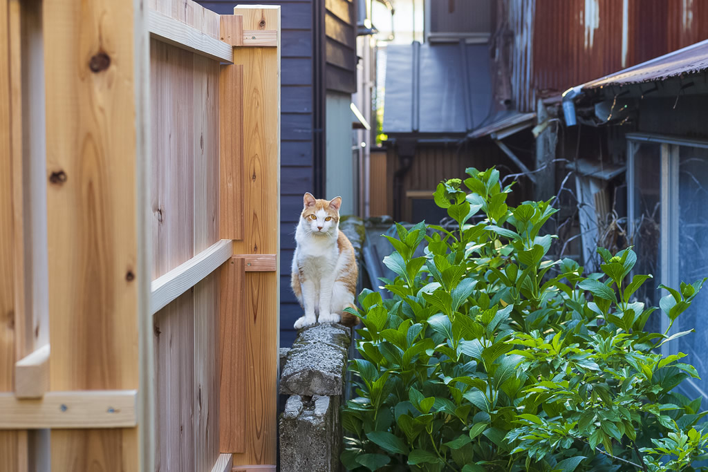 猫との遭遇3・・・