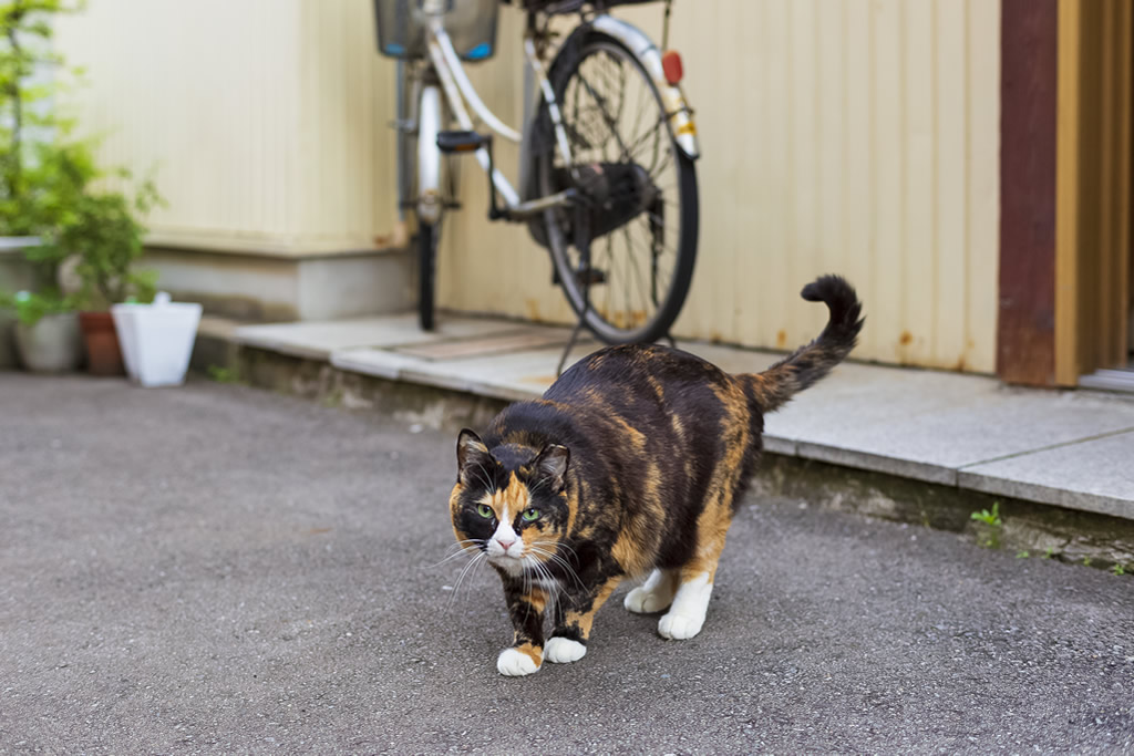 猫との遭遇4・・・